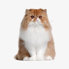 正版资料全年免费大全
